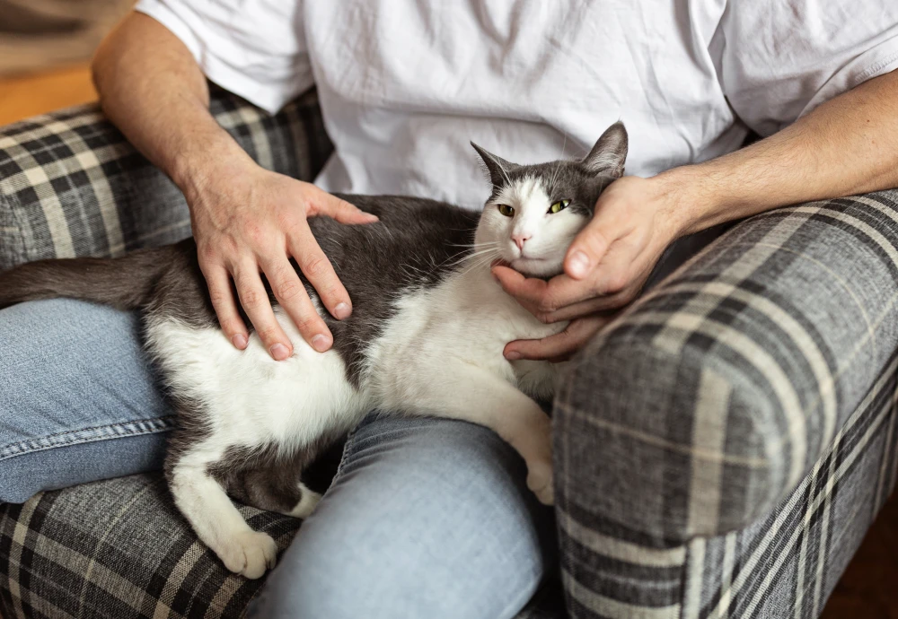 best camera for watching pets